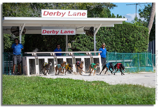 Derby Lane Greyhound Park